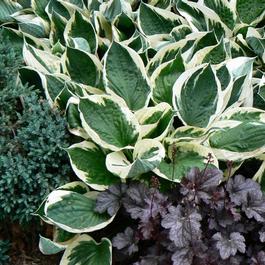 Hosta 'Minuteman' Hosta 'Minuteman'