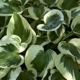Hosta 'Patriot' Hosta 'Patriot'