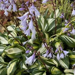 Hosta 'Rainbow's End' Hosta 'Rainbow's End'