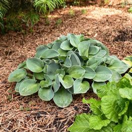 Hosta 'Blue Mouse Ears' Hosta 'Blue Mouse Ears'
