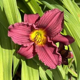 Hemerocallis 'Little Grapette' Hemerocallis 'Little Grapette'