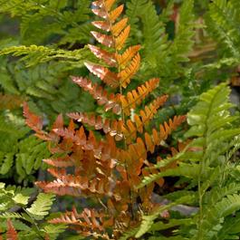 Dryopteris erythrosora 'Brilliance' Dryopteris erythrosora 'Brilliance'