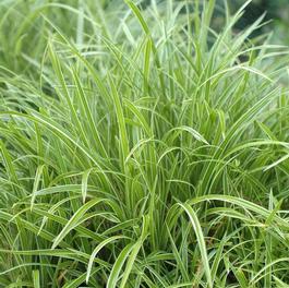 Carex morrowii 'Ice Dance' Carex morrowii 'Ice Dance'