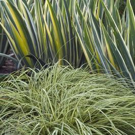 Carex oshimensis 'Evergold'