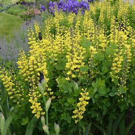 Baptisia Decadence® 'Lemon Meringue' Baptisia Decadence® 'Lemon Meringue'