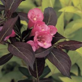 Weigela florida 'Wine & Roses®' Weigela florida 'Wine & Roses®'