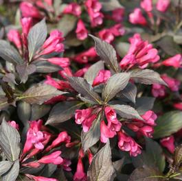 Weigela florida 'Spilled Wine®' Weigela florida 'Spilled Wine®'