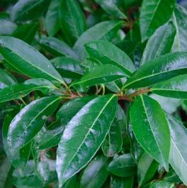 Viburnum awabuki 'Chindo' Viburnum awabuki 'Chindo'