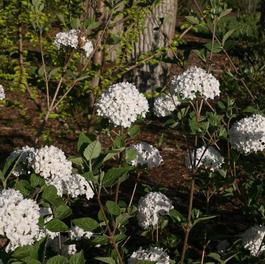 Viburnum carlesii 'Spice Baby™' Viburnum carlesii 'Spice Baby™'