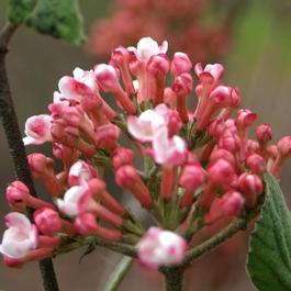 Viburnum carlesii 'Spice Girl®' Viburnum carlesii 'Spice Girl®'