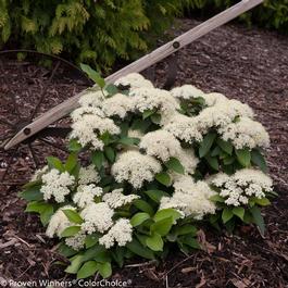 Viburnum cassinoides 'Lil' Ditty®' Viburnum cassinoides 'Lil' Ditty®'