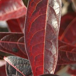 Viburnum nudum 'Brandywine™' Viburnum nudum 'Brandywine™'