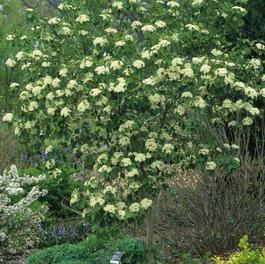 Viburnum prunifolium Viburnum prunifolium