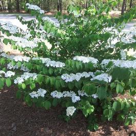 Viburnum plicatum f. tomentosum 'Shasta' Viburnum plicatum f. tomentosum 'Shasta'