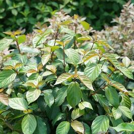 Viburnum 'Shiny Dancer®' Viburnum 'Shiny Dancer®'