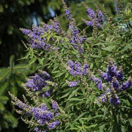 Vitex agnus-castus 'Delta Blues™' Vitex agnus-castus 'Delta Blues™'