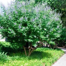 Vitex agnus-castus 'Shoal Creek' Vitex agnus-castus 'Shoal Creek'