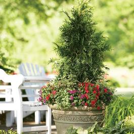 Thuja plicata 'Spring Grove®' Thuja plicata 'Spring Grove®'