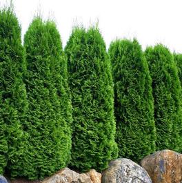Thuja occidentalis 'Emerald' Thuja occidentalis 'Emerald'
