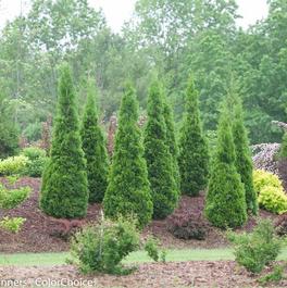 Thuja occidentalis 'North Pole®' Thuja occidentalis 'North Pole®'