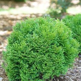 Thuja occidentalis 'Tater Tot®' Thuja occidentalis 'Tater Tot®'