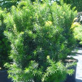 Taxus x media 'Hicksii'