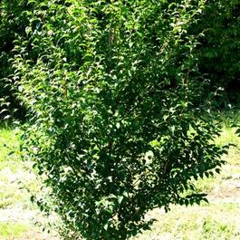 Styrax japonicus Styrax japonicus