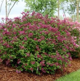 Syringa Bloomerang® 'Dark Purple' Syringa Bloomerang® 'Dark Purple'