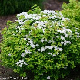 Spiraea betulifolia 'Glow Girl®' Spiraea betulifolia 'Glow Girl®'