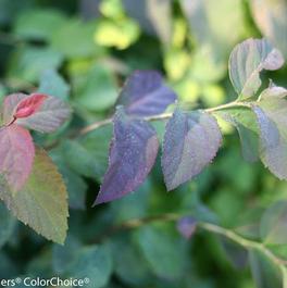 Spiraea media Double Play® 'Blue Kazoo®'