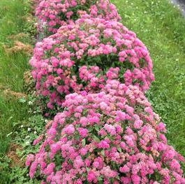 Spiraea japonica Double Play® 'Pink'