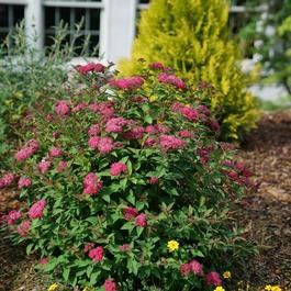 Spiraea Double Play 'Doozie®'