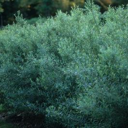 Salix purpurea 'Nana' Salix purpurea 'Nana'