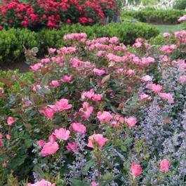 Rosa Knock Out® 'Pink' Rosa Knock Out® 'Pink'