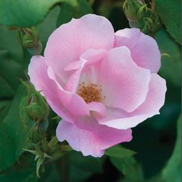 Rosa Knock Out® 'Blushing' Rosa Knock Out® 'Blushing'
