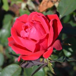 Rosa Knock Out® 'Double' Rosa Knock Out® 'Double'