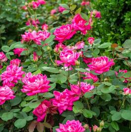 Rosa Knock Out® 'Pink Double' Rosa Knock Out® 'Pink Double'
