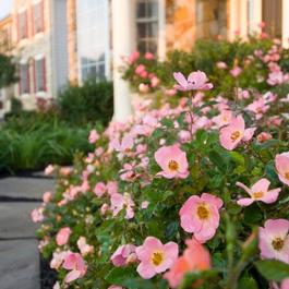 Rosa Knock Out® 'Rainbow' Rosa Knock Out® 'Rainbow'