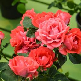 Rosa 'Coral Drift®' Rosa 'Coral Drift®'