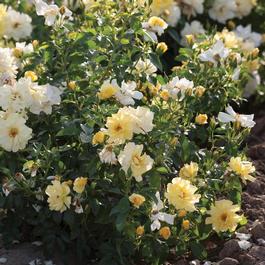 Rosa 'Lemon Drift®' Rosa 'Lemon Drift®'