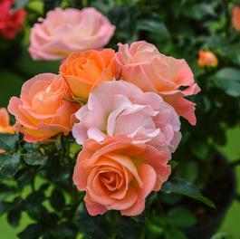 Rosa 'Peach Drift®' Rosa 'Peach Drift®'