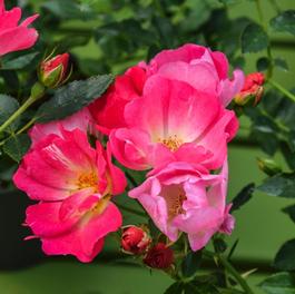 Rosa 'Pink Drift®' Rosa 'Pink Drift®'