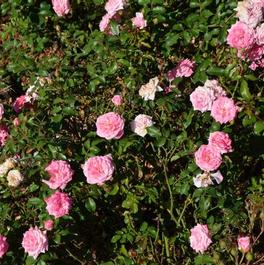 Rosa 'Sweet Drift®' Rosa 'Sweet Drift®'