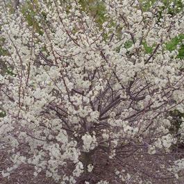 Prunus maritima Prunus maritima