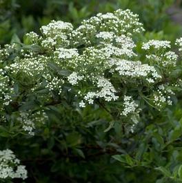 Pyracantha x 'Mohave' Pyracantha x 'Mohave'
