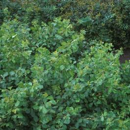 Rhus aromatica 'Gro-Low' Rhus aromatica 'Gro-Low'