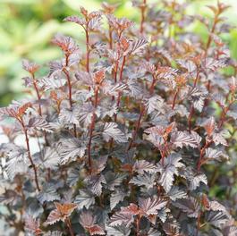 Physocarpus opulifolius Summer Wine® 'Black'