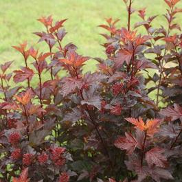 Physocarpus opulifolius 'Ginger Wine®'