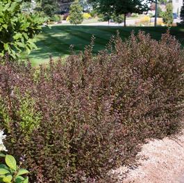 Physocarpus opulifolius 'Little Devil™'