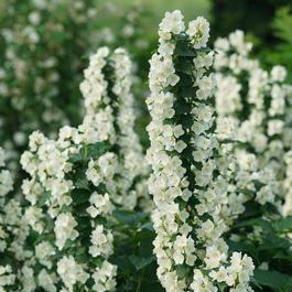 Philadelphus coronarius 'Illuminati Tower®' Philadelphus coronarius 'Illuminati Tower®'